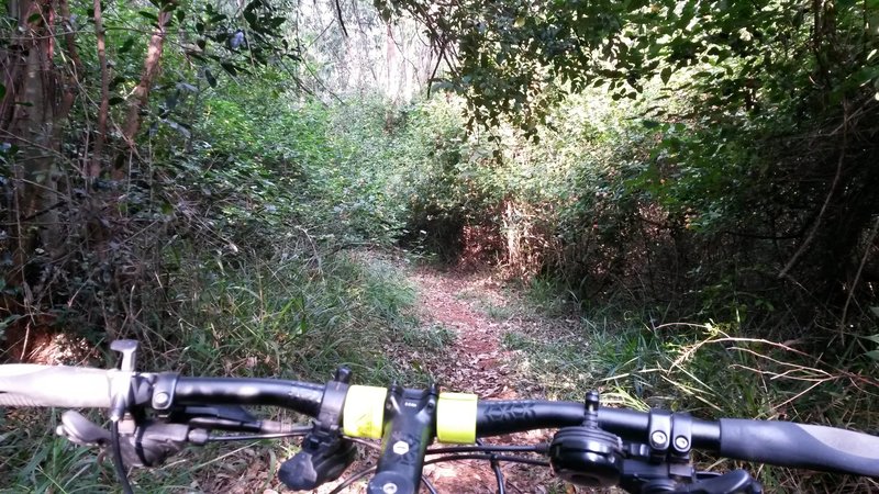 Great singletrack. Lots of low lying branches, use caution.