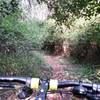 Great singletrack. Lots of low lying branches, use caution.