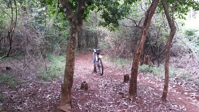 Watch out for tree stumps on this steep singletrack descent.