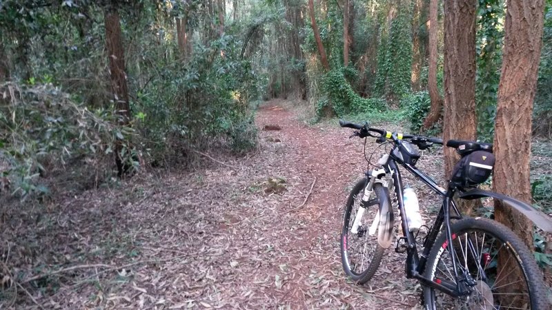 Watch for tree roots and tree stumps along this awesome singletrack.