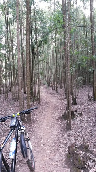 Watch out for tree roots across the trail.