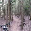 Watch out for tree roots across the trail.