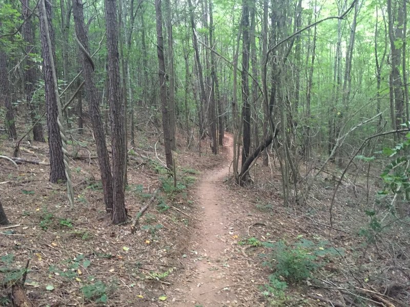 About a third of the way through the trail, just past the first power-line area.