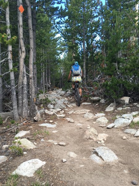 More mellow section of the Christina Lake singletrack.