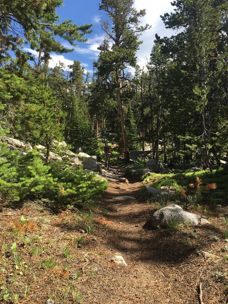 More mellow section of the Christina Lake Trail.