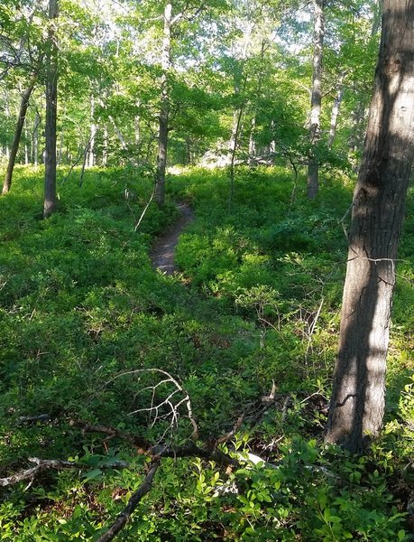 Two way lead in to the main trail.