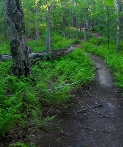 Manorville Hills