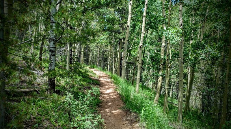 Trail winding through aspen groves.