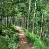 Trail winding through aspen groves.