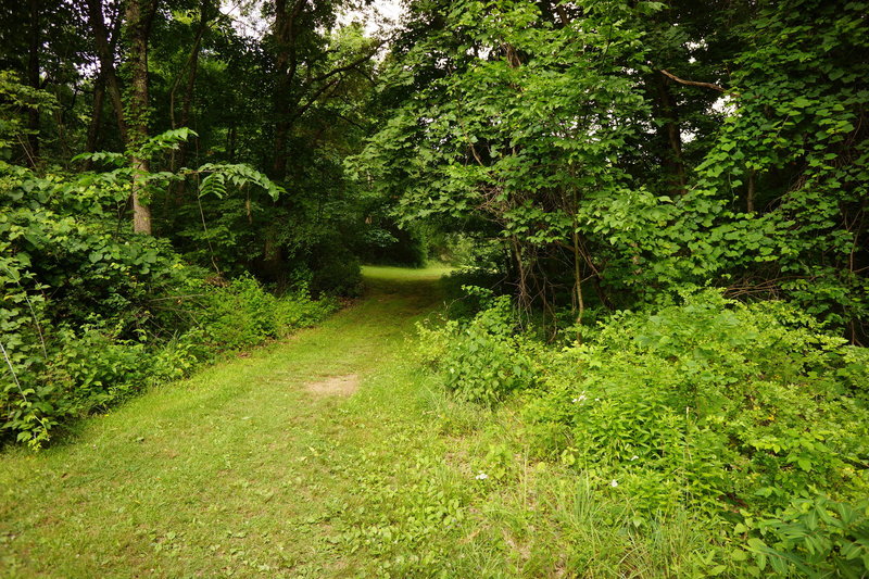 Hang a right off and stay straight downhill to skip portions of the overgrown White Trail.