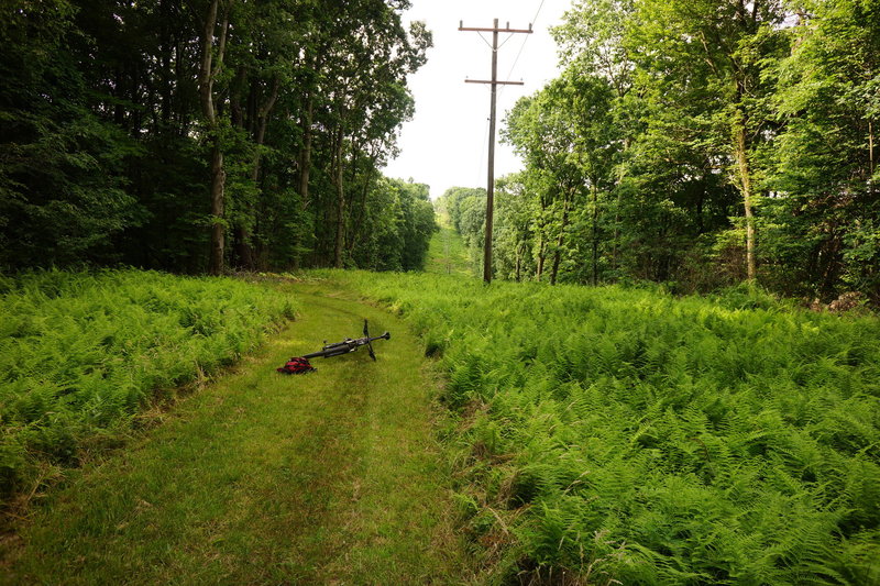 Power line cut on the end of White Trail.