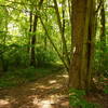 Singletrack picks back up after opening, and powerline cut.