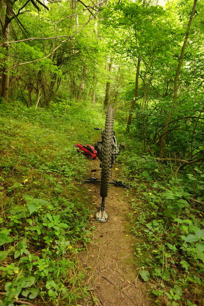 White Trail is well cut for the first several hundred yards. A good section. Be prepared for brief sections of over growth.