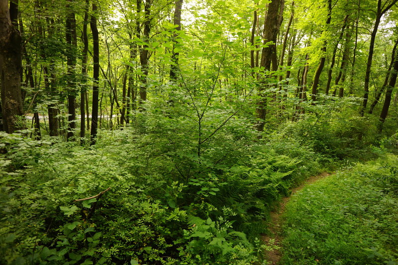 Along the White Trail, you'll catch a glimpse of the road.