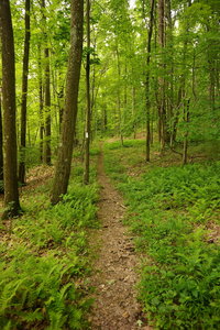 Nice open section of White Trail.