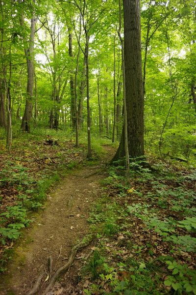 Downhill section of White Trail.