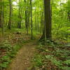 Downhill section of White Trail.