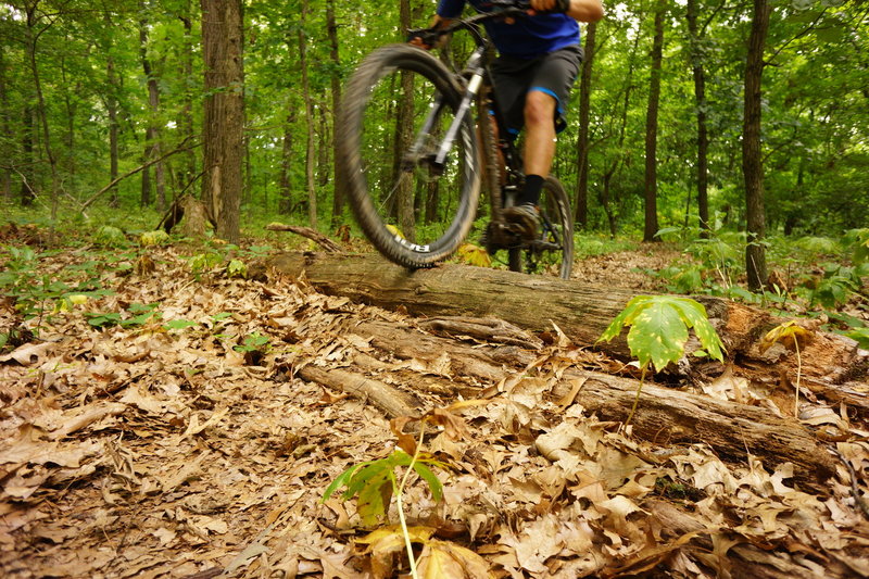 Small log jump before quick downhill.