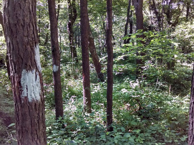 White blazes mark the connection on the low end of the trail.