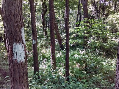 White blazes mark the connection on the low end of the trail.