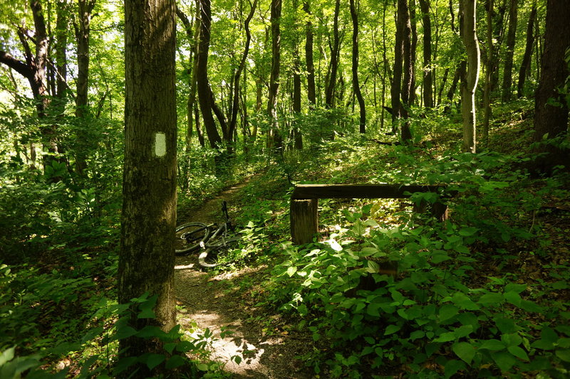 White Trail bench. Fun, fast, flowy section.