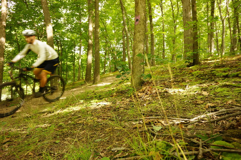 Speedy downhill section to the pond.