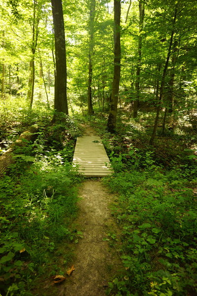 Bridge starts over creek on the Purple Blaze Trail.