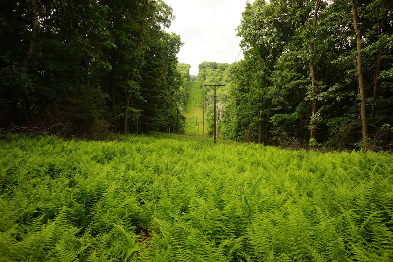 You'll notice this trail from the other trails across the powerline cut.