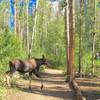 Moose frequent this part of the trail.