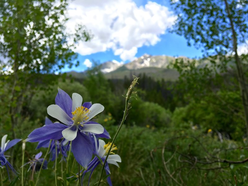 View of Tenmile Peak and Peak 4 fromt the trail.  Roses and Columbine are a plenty here.