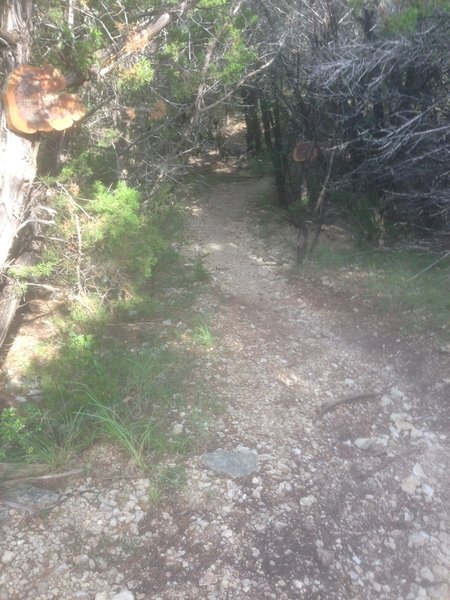 Turning off of Little Windmill, headed north on Sendero Balcones down a steep decent into a creek bed and then a quick ascent