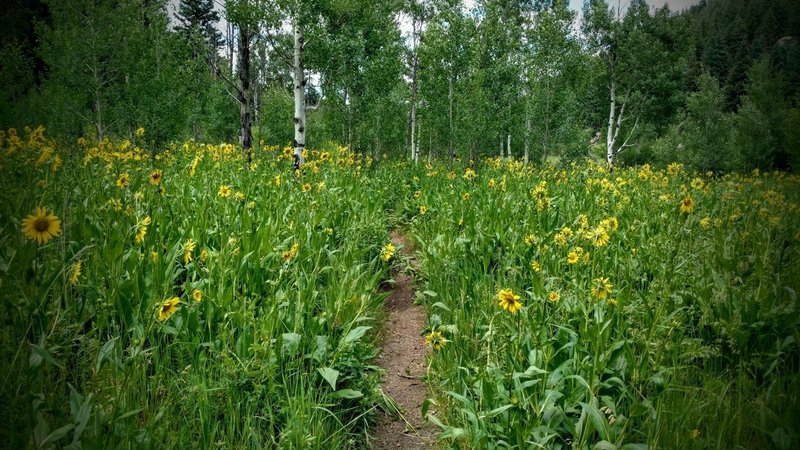 Spectacular summer wildflowers.