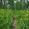 Spectacular summer wildflowers.