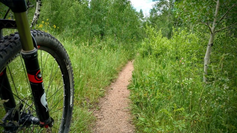 Wonderful singletrack through Limbaugh Canyon.