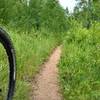 Wonderful singletrack through Limbaugh Canyon.