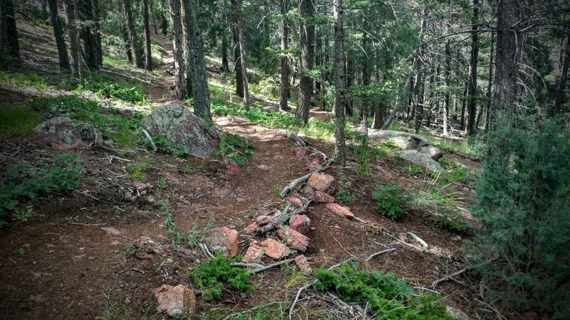 The last few miles of the Mt. Herman Loop can be surprisingly difficult on the technical 'White Ghost' Trail.