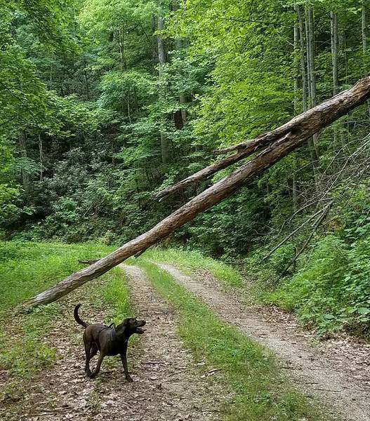 Jarrett Creek forest service road approximately 1.8 miles from the 'trailhead' parking lot just off Curtis Creek Rd.