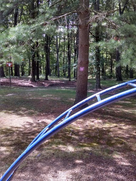 Purple White Dot starts after the playground off the road, on the disc golf course.