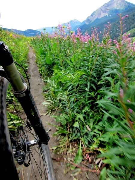 Fireweed and Gothic Mtn in the foreground, Mt. Crested Butte in the background.