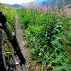 Fireweed and Gothic Mtn in the foreground, Mt. Crested Butte in the background.