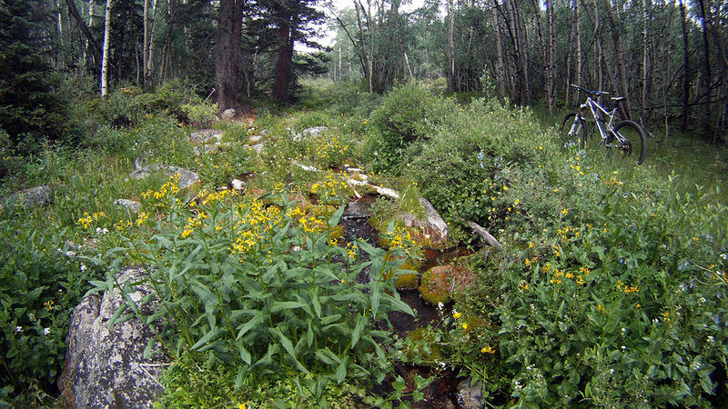 Lots of tree cover.