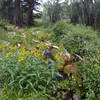 Lots of tree cover.