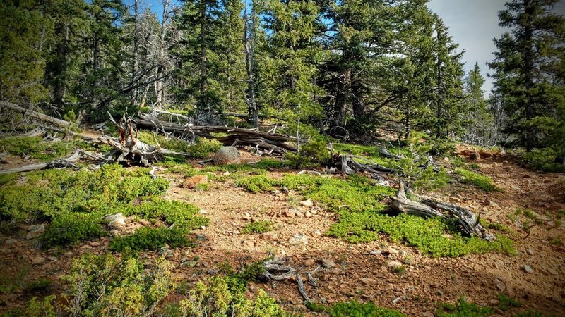 Pike's granite scree all along the trail.