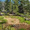 Pike's granite scree all along the trail.