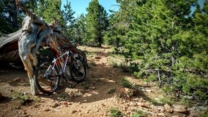 Stopping at the apex, 11,000 ft.