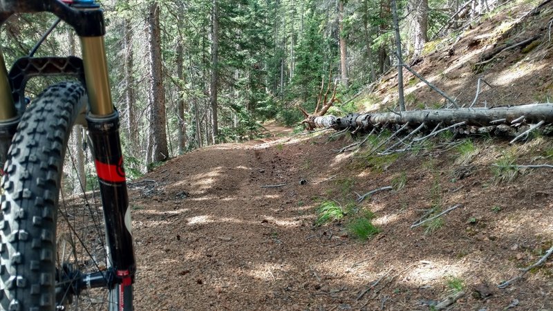 Flowing singletrack through the pines.