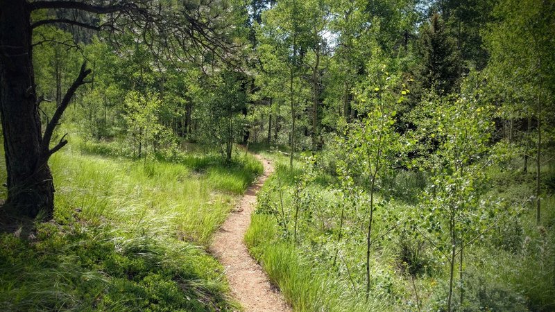 Stunning aspen grove at the top of Seven Bridges Trail.