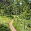 Stunning aspen grove at the top of Seven Bridges Trail.