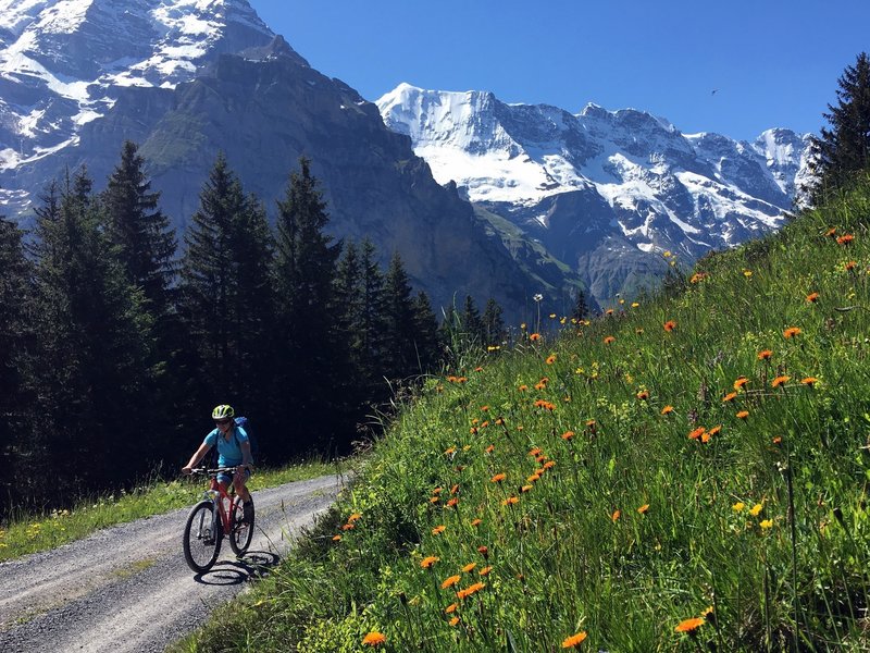 Wildflowers galore in the Bernese Oberland.