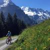 Wildflowers galore in the Bernese Oberland.